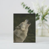 Gray Wolf Postkarte (Stehend Vorderseite)