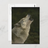 Gray Wolf Postkarte (Vorne/Hinten)