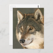 Gray Wolf Postkarte (Vorne/Hinten)
