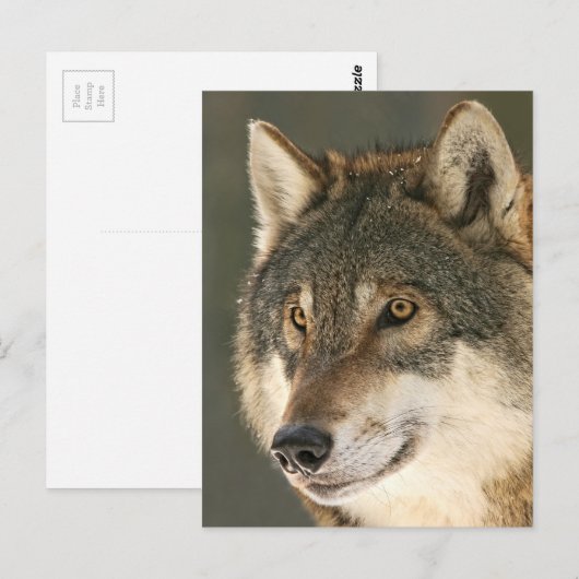 Gray Wolf Postkarte (Vorne/Hinten)