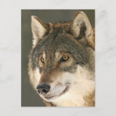 Gray Wolf Postkarte (Vorderseite)