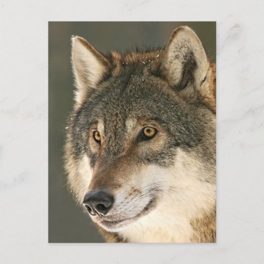 Gray Wolf Postkarte (Vorderseite)