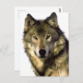 Gray Wolf Postkarte (Vorne/Hinten)