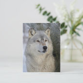 Gray Wolf Postkarte (Stehend Vorderseite)