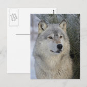 Gray Wolf Postkarte (Vorne/Hinten)