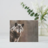 Gray Wolf Postkarte (Stehend Vorderseite)
