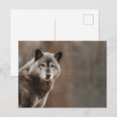Gray Wolf Postkarte (Vorne/Hinten)
