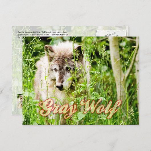 Gray Wolf Postkarte (Vorne/Hinten)