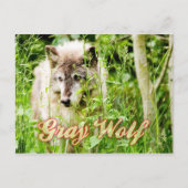Gray Wolf Postkarte (Vorderseite)