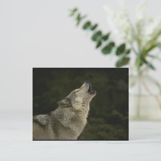 Gray Wolf Postkarte (Stehend Vorderseite)