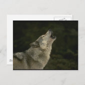 Gray Wolf Postkarte (Vorne/Hinten)