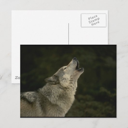 Gray Wolf Postkarte (Vorne/Hinten)