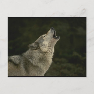 Gray Wolf Postkarte