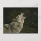 Gray Wolf Postkarte (Vorderseite)