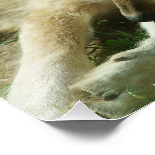 Gray Wolf Print Fotodruck (Ecke)