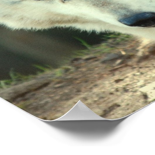 Gray Wolf Print Poster (Ecke)