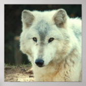 Gray Wolf Print Poster (Vorne)