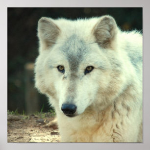 Gray Wolf Print Poster