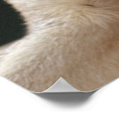 Gray Wolf Print Poster (Ecke)