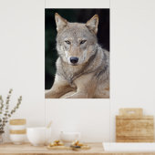Gray Wolf Print Poster (Küche)