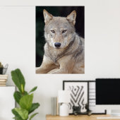 Gray Wolf Print Poster (Heimbüro)
