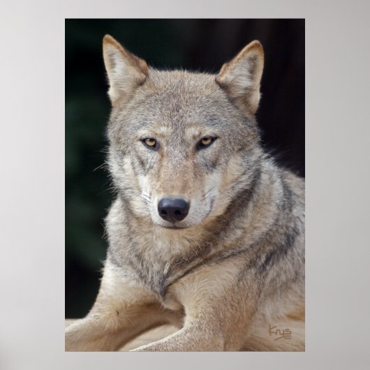 Gray Wolf Print Poster (Vorne)