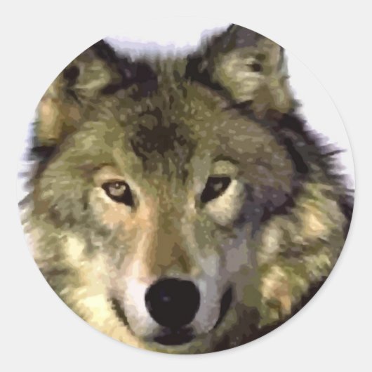 Gray Wolf Runder Aufkleber (Vorderseite)