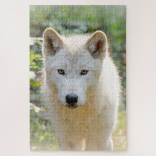 Gray Wolf, schöne Kaninenfotografie Puzzle