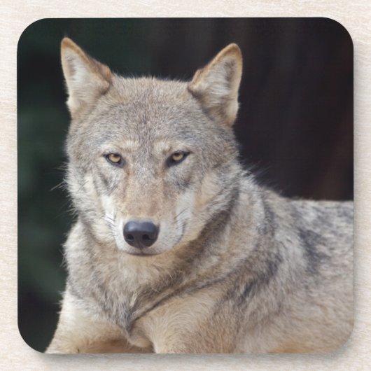 Gray Wolf Set von 6 Untersetzer (Vorderseite)