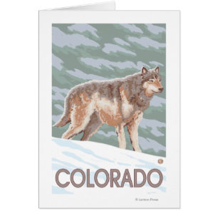 Gray Wolf StandingColorado