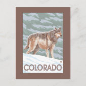 Gray Wolf StandingColorado Postkarte (Vorderseite)