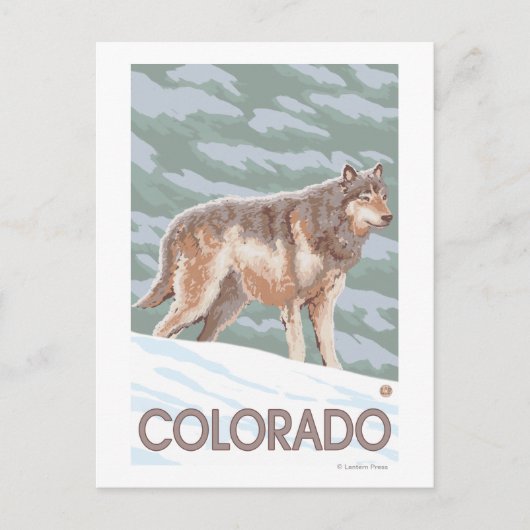 Gray Wolf StandingColorado Postkarte (Vorderseite)