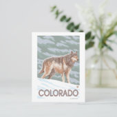 Gray Wolf StandingColorado Postkarte (Stehend Vorderseite)