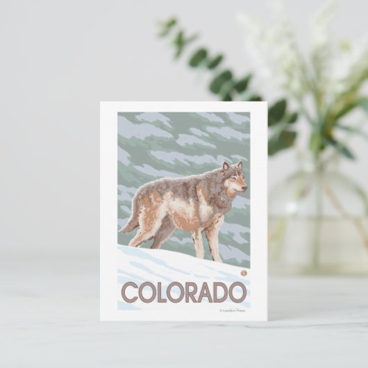 Gray Wolf StandingColorado Postkarte (Stehend Vorderseite)