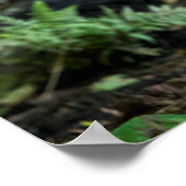 Gray Wolf Stehend alleine Poster (Ecke)