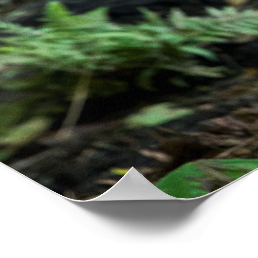 Gray Wolf Stehend alleine Poster (Ecke)