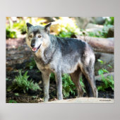 Gray Wolf Stehend alleine Poster (Vorne)