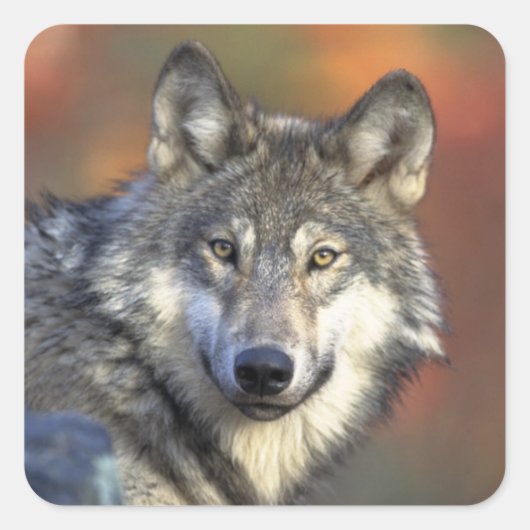 Gray Wolf Sticker (Square) (Vorderseite)