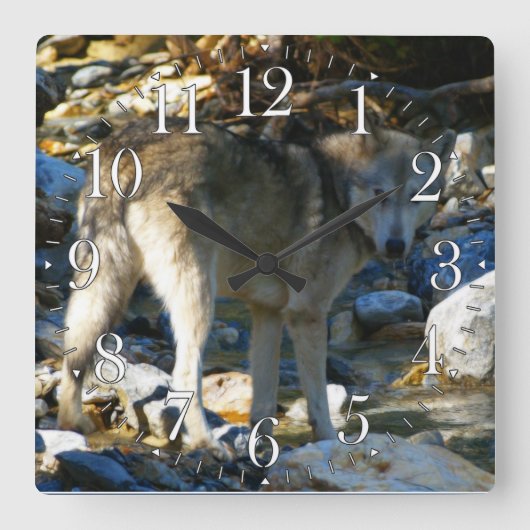 Gray Wolf & Stony Creek Foto Clock Quadratische Wanduhr (Vorderseite)