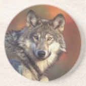 Gray Wolf Untersetzer (Vorne)