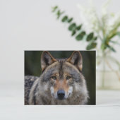 Gray Wolf Upclose Postkarte (Stehend Vorderseite)