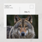 Gray Wolf Upclose Postkarte (Vorne/Hinten)