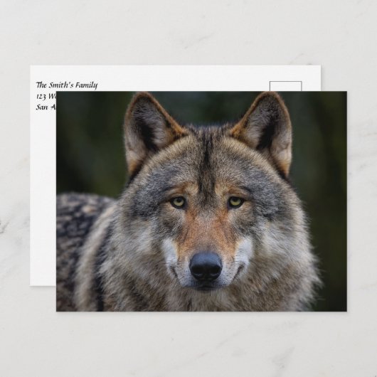 Gray Wolf Upclose Postkarte (Vorne/Hinten)