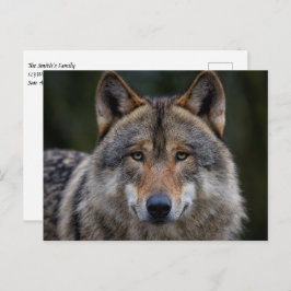 Gray Wolf Upclose Postkarte