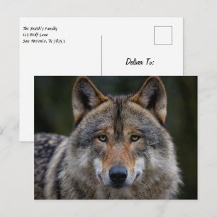 Gray Wolf Upclose Postkarte