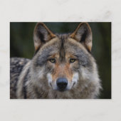 Gray Wolf Upclose Postkarte (Vorderseite)