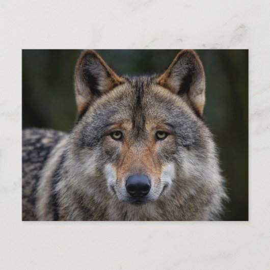 Gray Wolf Upclose Postkarte (Vorderseite)