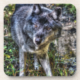Gray Wolf & Wilderness Wildlife Foto Portrait Getränkeuntersetzer