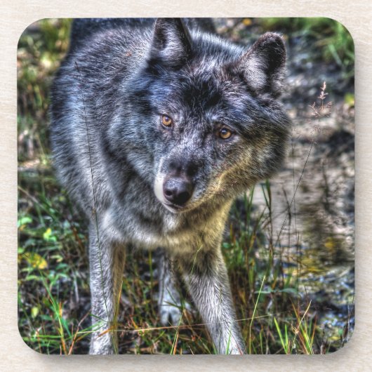 Gray Wolf & Wilderness Wildlife Foto Portrait Getränkeuntersetzer (Vorderseite)