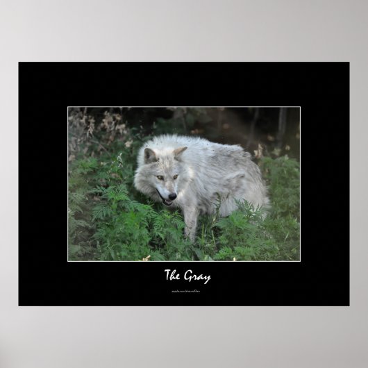 Gray Wolf Wildlife-Fan Foto Portrait Poster (Vorne)